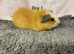 Pure breed teddy guineapig females
