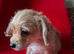 Chihuahua x Toy poodle