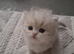 Teddy face kitten pure breed