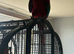 Male