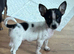 Full Chihuahuas