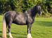 Percheron x cob gelding