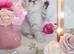 ️ Kittens Arriving Soon ️