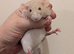Dwarf rats males