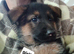 German shepherd puppies