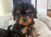Cavalier King Charles x cava poo