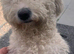 Bichon frise
