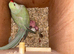 Proven pair of Indian ring necks!