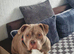 American Bully Pocket