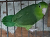 Celestial Parrotlets