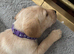 For sale fox red and golden Labrador puppies