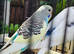 Baby budgies for sale 2 months old