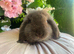 Mini lops