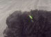 Blue bedlington terrier puppies