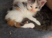 TICA REGISTERED STUNNING KITTENS
