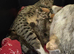 Savannah F6 kittens