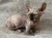 Beautiful Rare Sphynx Dwelf Female Kitten