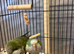 Bonded pair of Quakers