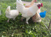 Leghorn crosses