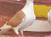 Saddle racing pigeons for sale