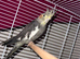 Cockatiel