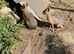 Patagonian Mara’s boy and girl