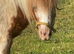Standard Shetland colt
