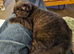 British shorthair pedigree kittens rare colours