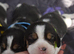 Beautiful beagle puppies