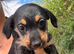 Dachshund puppies