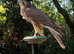 Male gyr-saker