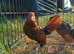 Golden sebright pair