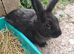 Mini rex bunnies