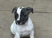 Staffy X puppies