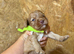 F1 cockapoo pups