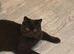 Chocolate british shorthair