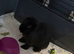 Beautiful mini lop bunnies