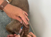 MICA – The Little Dog Nobody Came Looking For... Until Now