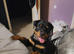 Stunning Rottweiler puppy