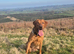 Fully Health Tested Red Fox Lab