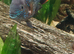 Green terror cichlid male