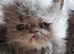 Beautiful Persian Kittens