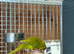 Kakaraki parrot