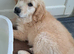 Golden retriever boy