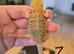 Baby bearded dragons