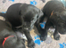 Chunky working black labrador puppies