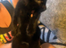 Beautiful black female kitten with gorgeous white marking on belly 10wks old if still on here still available no time wasters please