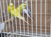 This years baby budgies