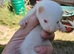 Micro Ferret Babies