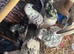 High Flyer Pigeon, Healthy and Activ